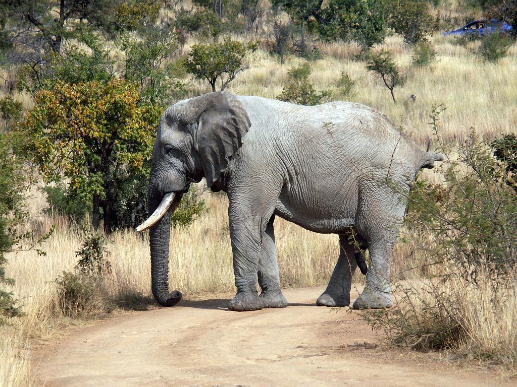 090516_Pilanesberg 157.jpg